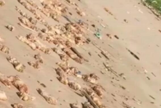东莞海滩出现大量猪蹄和内脏