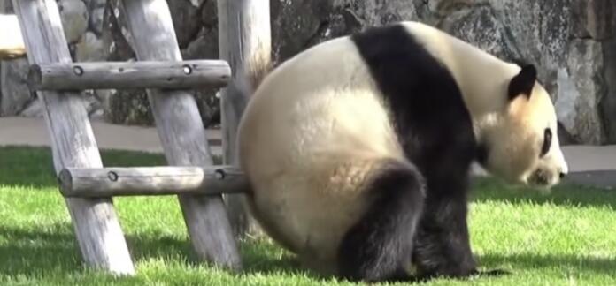 蚩尤的坐骑是熊猫吗