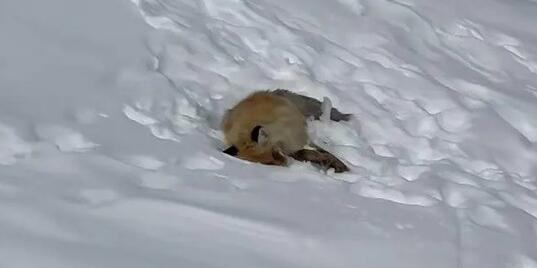 网红狐狸死在雪地里